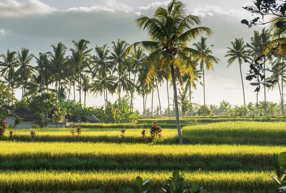 viele Palmen unter blauem Himmel umgeben von grünen Reisfeldern