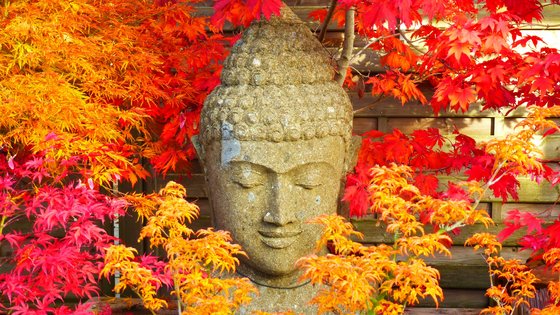 Der Kopf einer Buddha Statue inmitten von roten und gelben Pflanzen