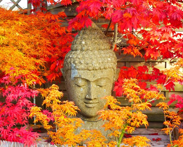 Der Kopf einer Buddha Statue inmitten von roten und gelben Pflanzen