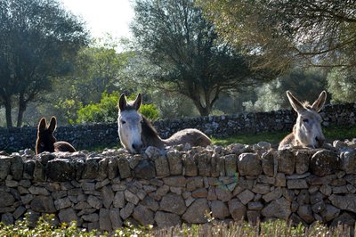 Drei neugierige Bewohner der Finca Son Mola Vell freuen sich auf Ihren Besuch