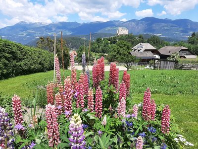 Im Sommer blüht die Natur Südtirols auf