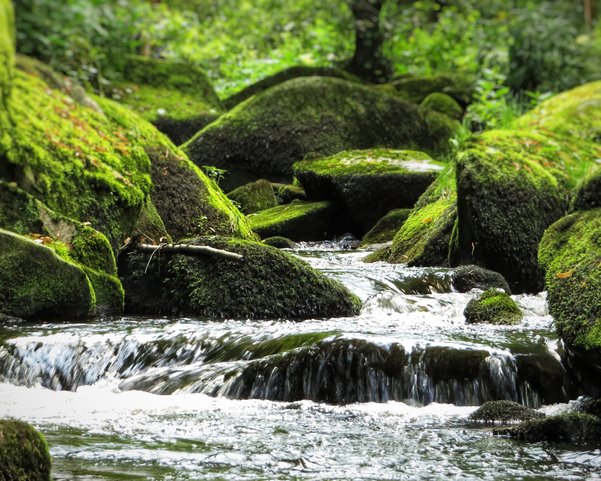Ein Bach fließt durch bemooste Felsen