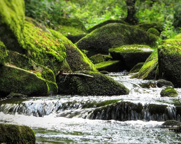 Ein Bach fließt durch bemooste Felsen