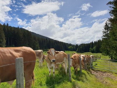 Erkunden Sie die Umgebung des Bio Seminarhaus SEINZ