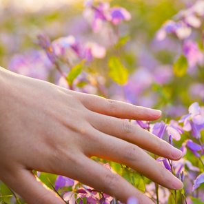 Eine Hand streift lilane Blümchen in einem Feld