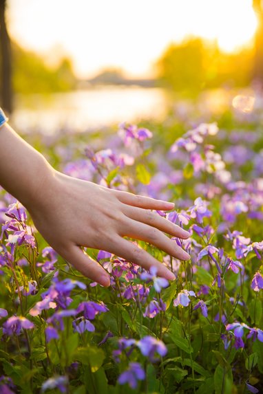 Eine Hand streift lilane Blümchen in einem Feld