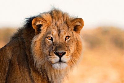 Die Tierwelt Afrikas entdecken