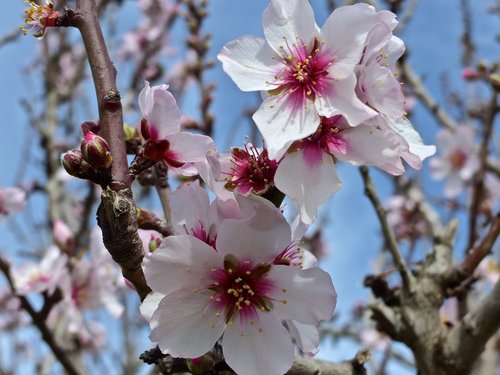 Mandelblüten zeugen vom Frühling und einer besonders warmen und erholsamen Reisezeit Mandelblüten zeugen vom Frühling und einer besonders warmen und erholsamen Reisezeit