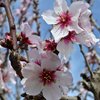 Mandelblüten zeugen vom Frühling und einer besonders warmen und erholsamen Reisezeit
