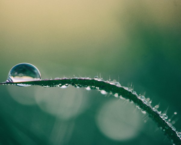 Ein Blatt mit einem dicken Regentropfen drauf