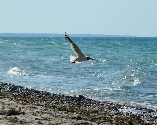 Eine Möwe fliegt über einen Strand am Meer