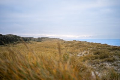 Eine Weide mit Gräsern umgeben von blauem Meer und grünen Hügeln