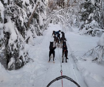 Fahrt mit den Schlittenhunden durch die schneebedeckte Landschaft
