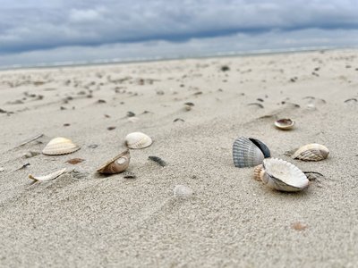 Das Naturhotel Baltrum ist nur fünf Gehminuten vom weißen Sandstrand entfernt