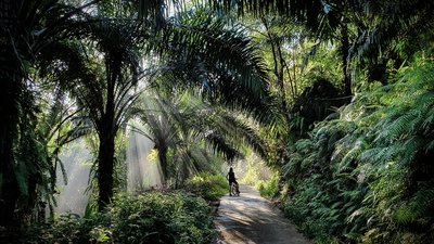 Die tropische Natur mit dem Fahrrad erkunden