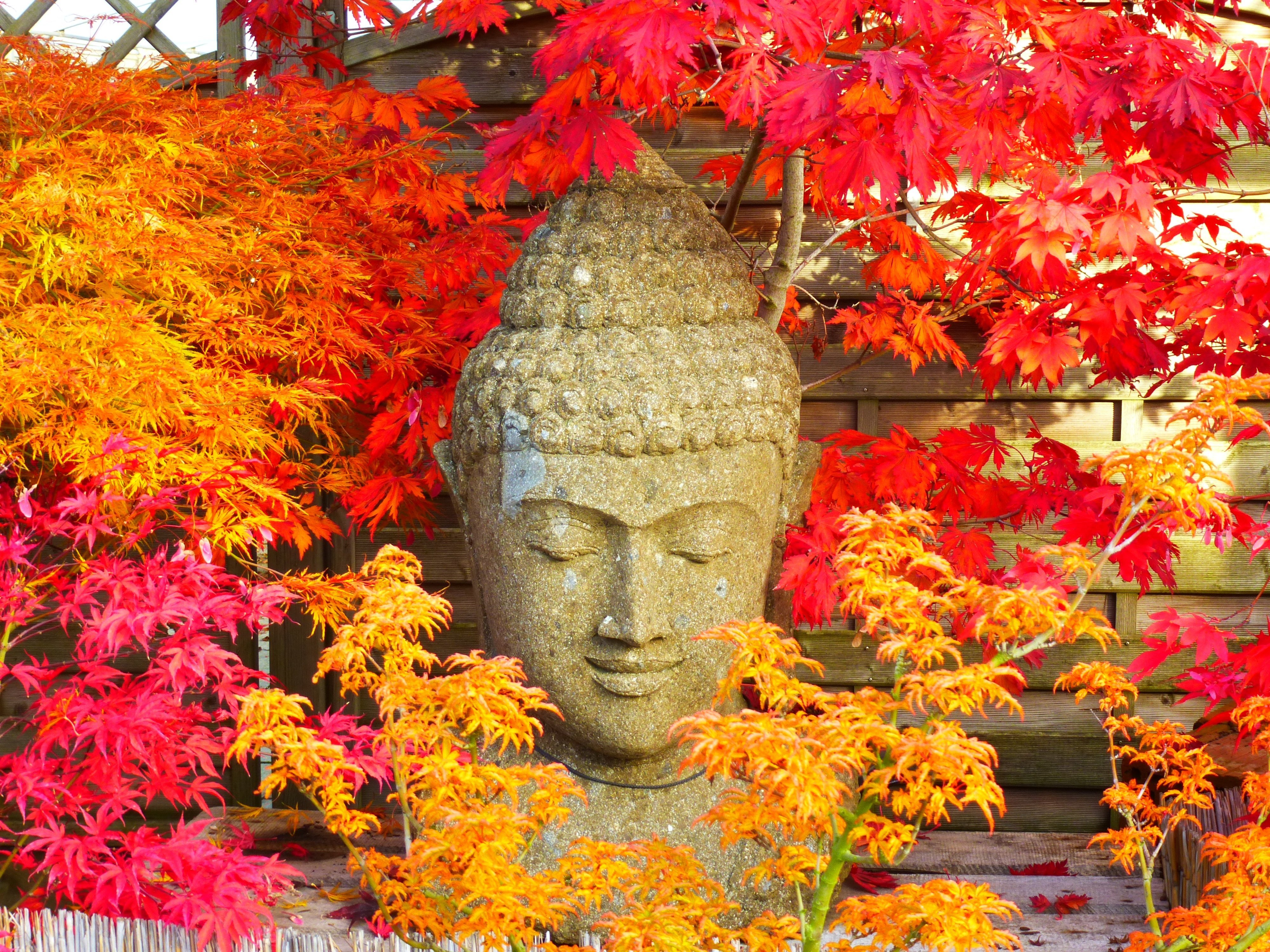 Der Kopf einer Buddha Statue inmitten von roten und gelben Pflanzen