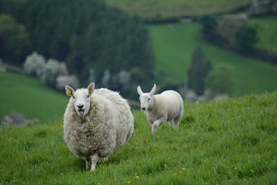 Entdecken Sie Irland und seine traditionelle Naturvielfalt