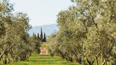 Die weite Aussicht von der Finca auf den Olivenhain genießen