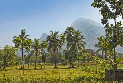 Wanderungen mit Blick auf den Berg Arunachala