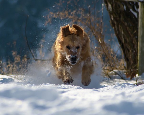 Hund im Schnee