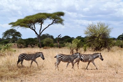 Zebras ins Tansanias Natur