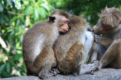 Erleben Sie die Tierwelt auf Sri Lanka hautnah - Affen in friedlicher Gemeinschaft