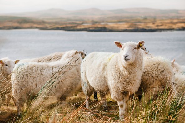 Schafherde beim Grasen in Irland