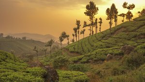 Eine Teeplantage in Indien bei Sonnenuntergang