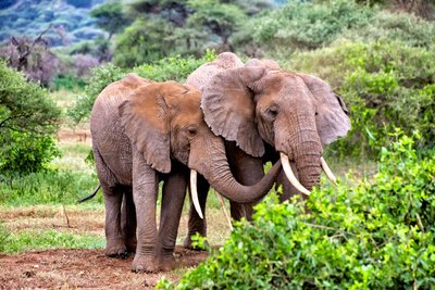 Mit Glück treffen Sie im Tarangire Nationalpark auf Elefanten