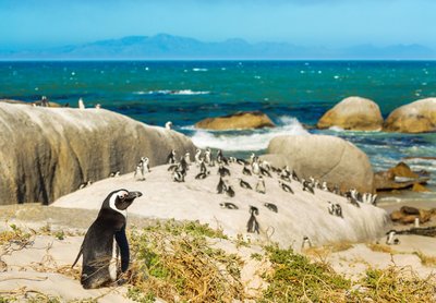 Zu Besuch bei den Pinguinen Südafrikas
