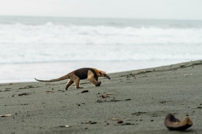 Ein Ameisenbär erkundet den Sandstrand