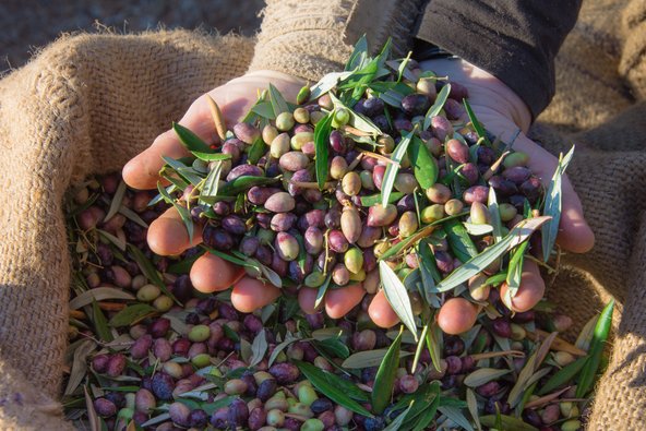 Eine Frau hält frisch geerntete Oliven in den Händen