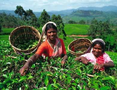 Fleißige Teepflückerinnen trifft man auf den Teeplantage auf Sri Lanka