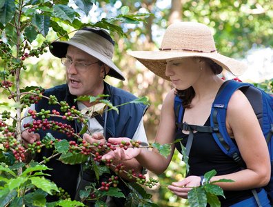 Erfahren Sie mehr über Kaffeepflanzen