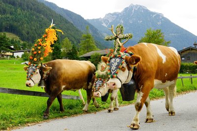 Almauftrieb in den Alpen