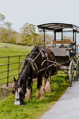 Pferd mit Wagen beim Grasen