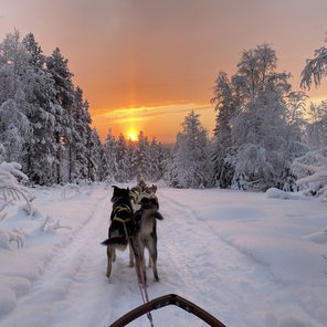 Huskys ziehen einen Schlitten im Schnee