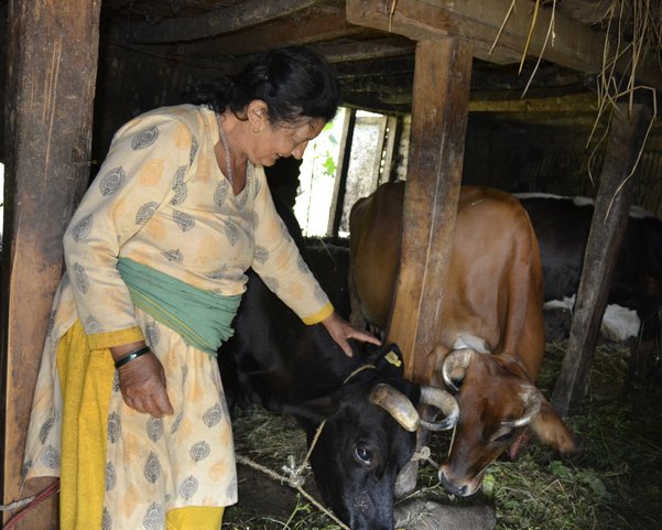 yoga-urlaub-nepal-kuehe-stall-frau Eine Frau steichelt eine von zwei Kühen in ihrem Stall