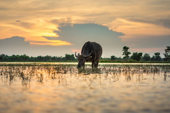 Ein Büffel auf einem niedrigen Teich bei Dämmerung