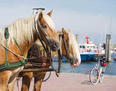 Pferdekutsche auf Baltrum