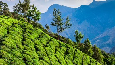 Das Grün der Teeplantagen in Indien leuchtet in der Sonne des Subkontinents Das Grün der Teeplantagen in Indien leuchtet in der Sonne des Subkontinents