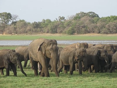 Elefanten hautnah im Minneriya Nationalpark beobachten