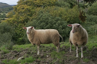 Genießen Sie die landschaftliche Idylle auf der Douce Mountain Farm