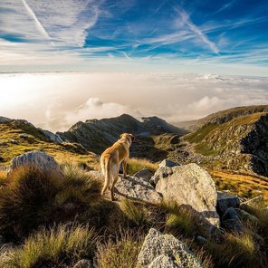 Hund in den Bergen