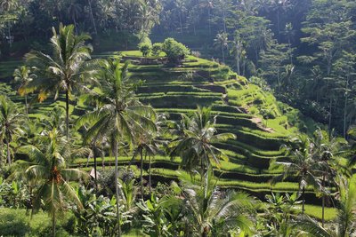 Entdecken Sie die atemberaubende Landschaft Balis