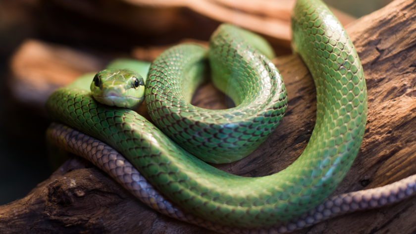 Eine Nahaufnahme einer grünen Spitzkopfnatter