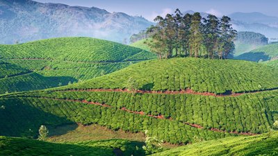 Indien ist dank seines Klimas, das den Tee ganzjährig wachsen lässt, Teeanbaugebiet Nummer 1 weltweit