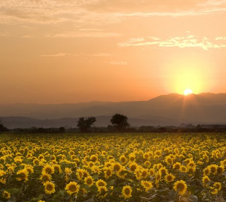 Ein Sonnenblumenfeld in der Dämmerung