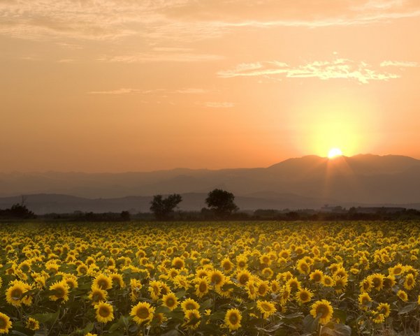 Ein Sonnenblumenfeld in der Dämmerung