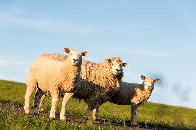 Landschaftliche Idylle und neugierige Schafe